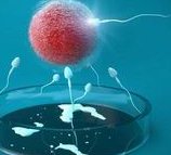 来曲唑片怀双胎几率有多大？