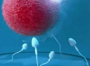 拍胸片影响试管促排吗？拍完后能不能马上促排？